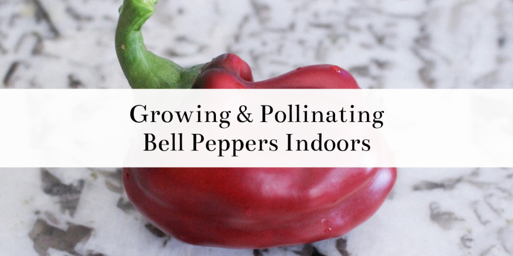 Growing & Pollinating Bell Peppers Indoors