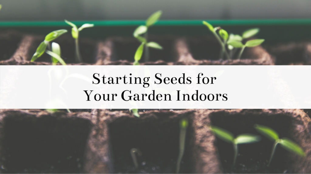 Starting Seeds for Your Garden Indoors