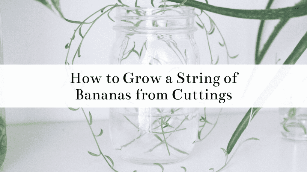How to Propagate String of Bananas