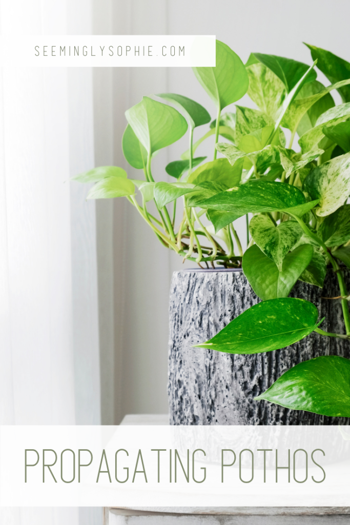Pothos are some of the easiest plants to care for. In this post, I'm going to show you how to propagate pothos and grow these plants from cuttings. Propagation of pothos is super easy. Read on to find out how! #pothos #propagation #goldenpothos #cuttings #easy #houseplants #plants #devilsivy #grow 