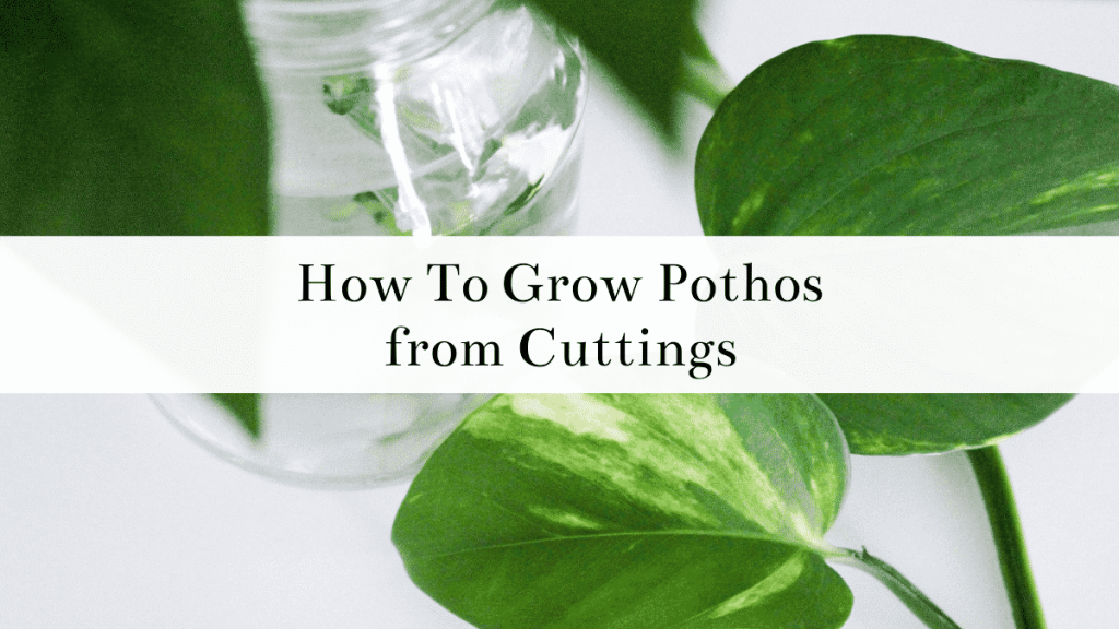 How to Propagate Pothos