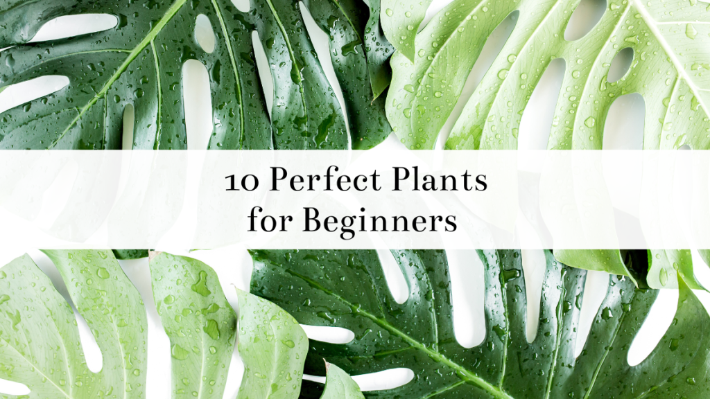 10 Perfect Plants for Beginners