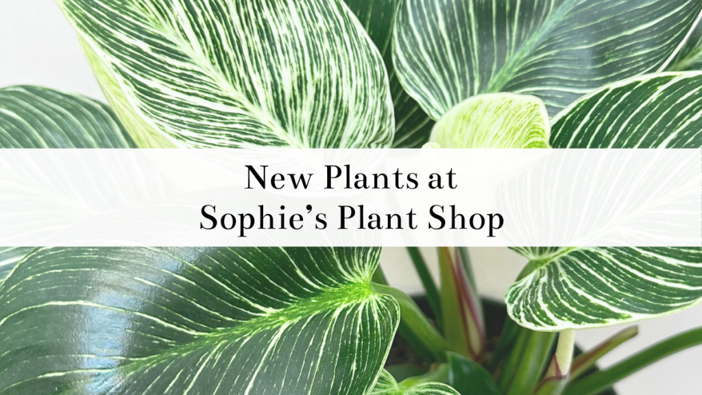 New Plants for Sale at Sophie’s Plant Shop